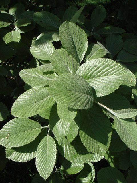 Sorbus aria feuille